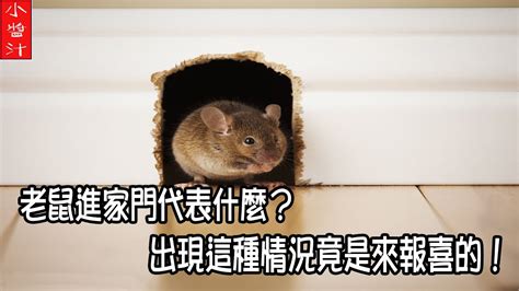 老鼠風水